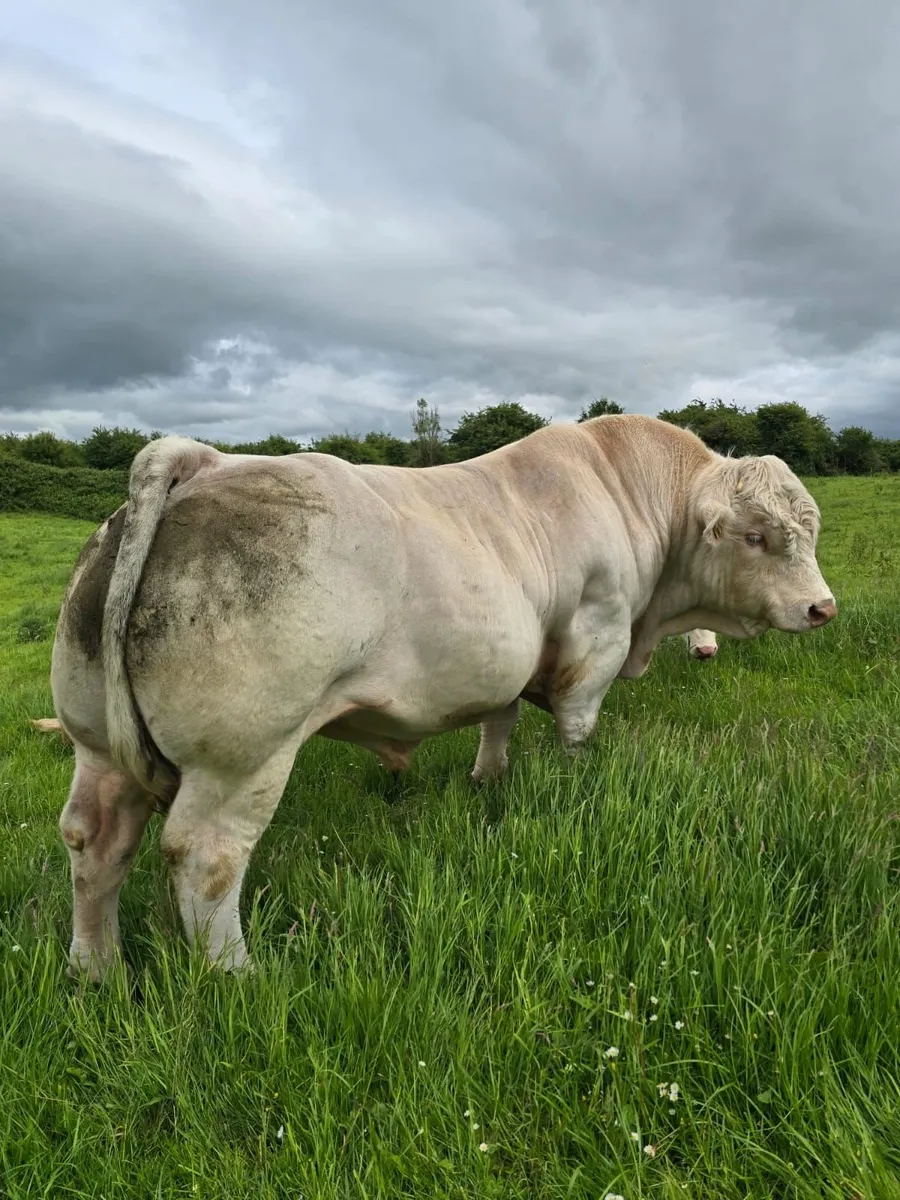 CF52 Charolais Bull For Sale - Image 4