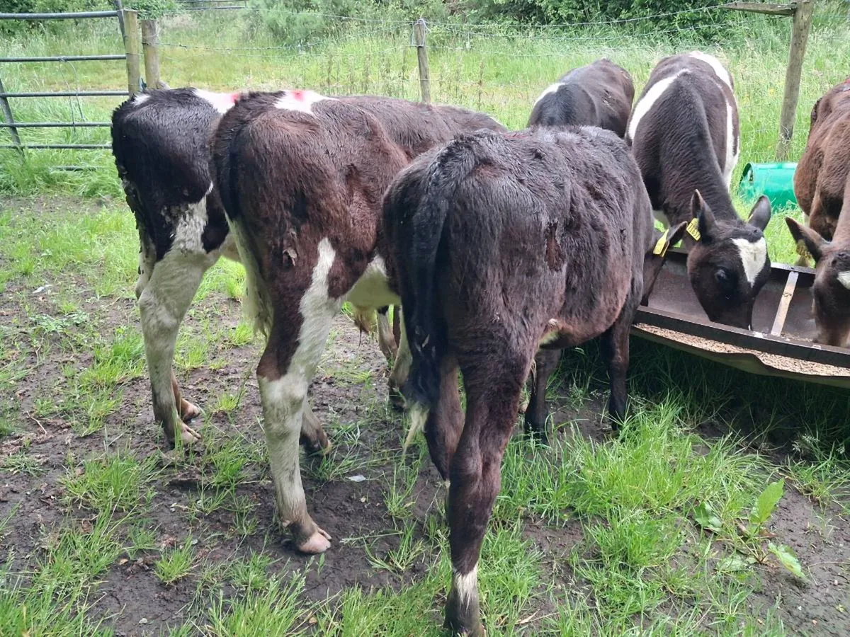 Bull calves - Image 4
