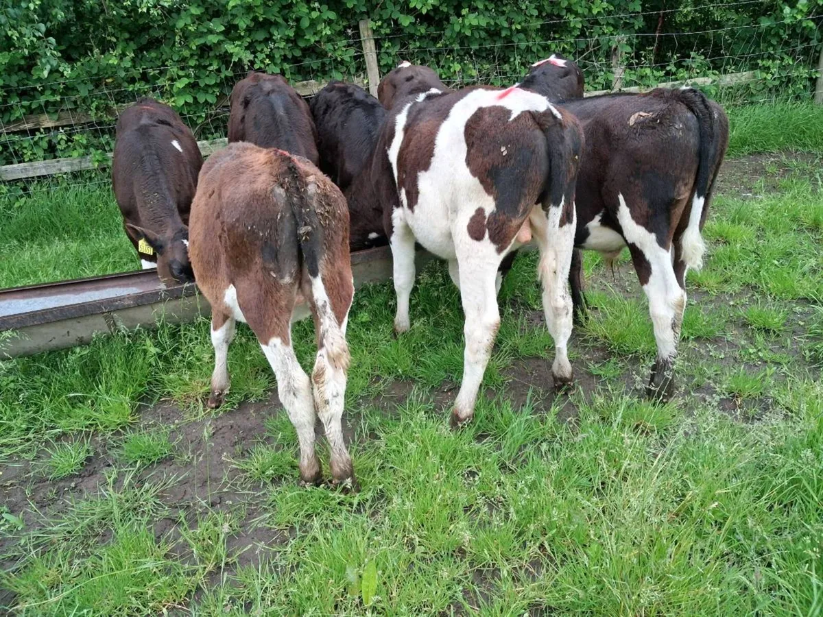 Bull calves - Image 2