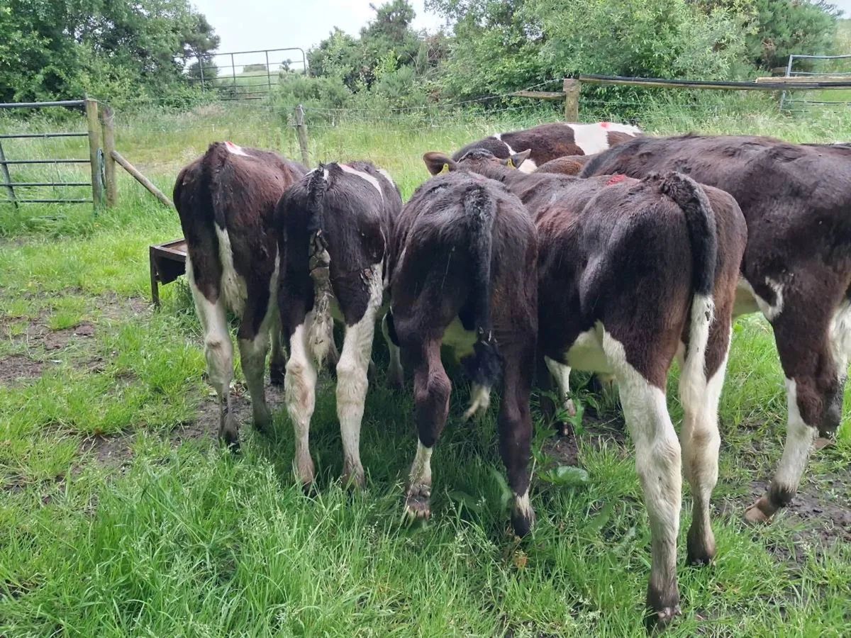 Bull calves - Image 3