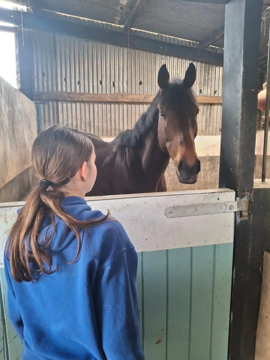 7 Year Old Gelding 16hh - Image 2