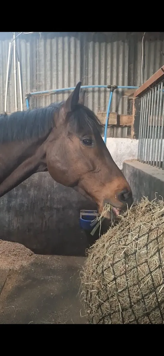 7 Year Old Gelding 16hh - Image 3