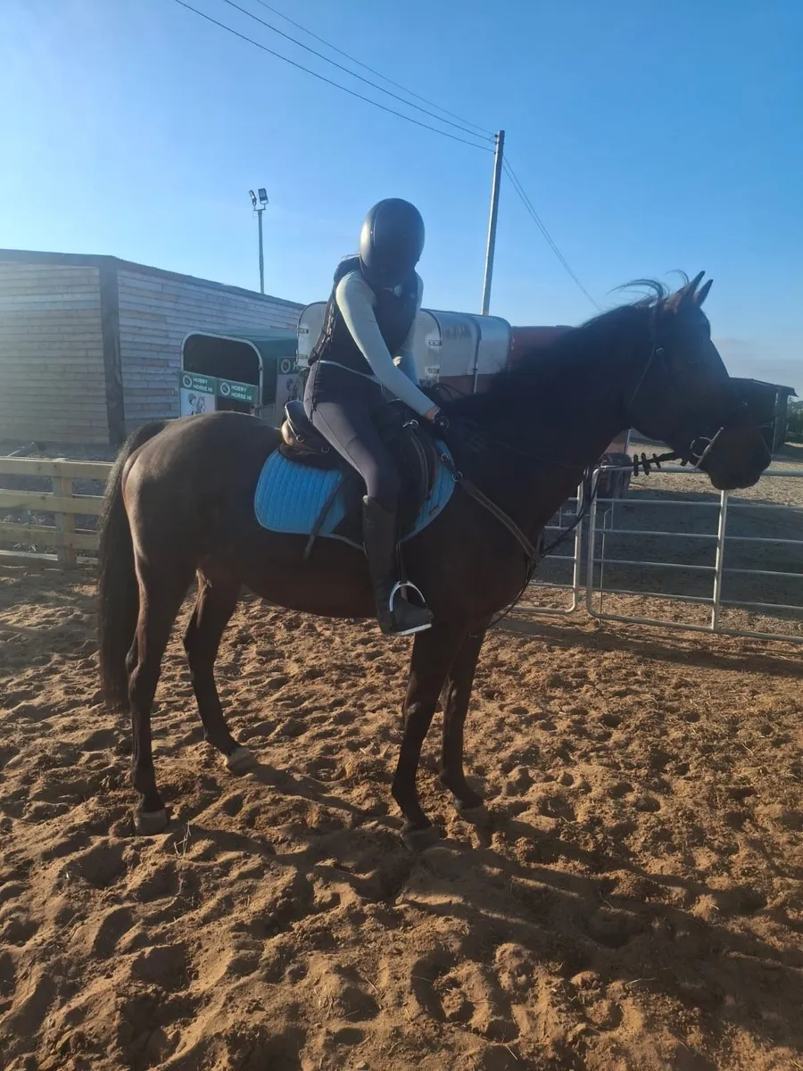 7 Year Old Gelding 16hh - Image 1