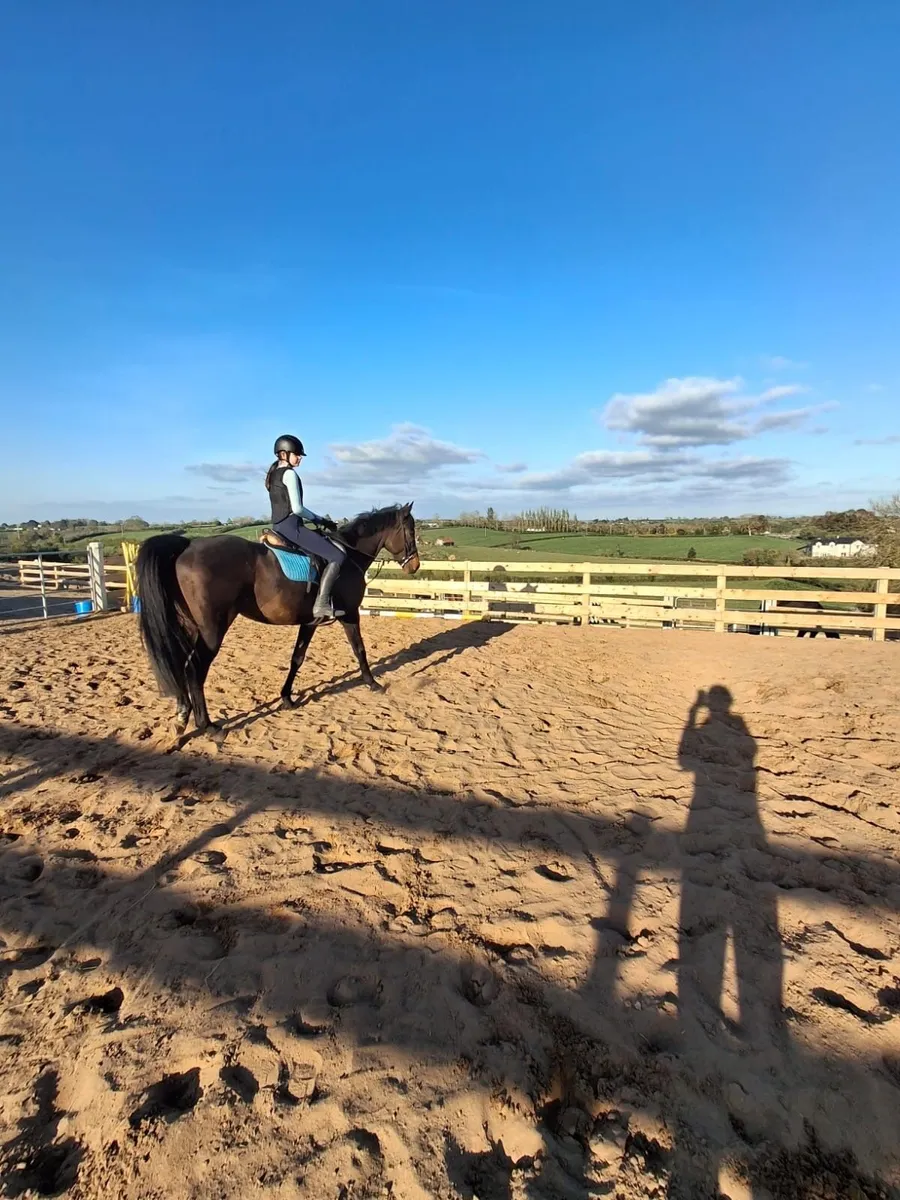 7 Year Old Gelding 16hh - Image 4