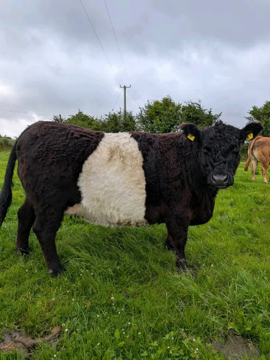PBR belted galloway cow - Image 1