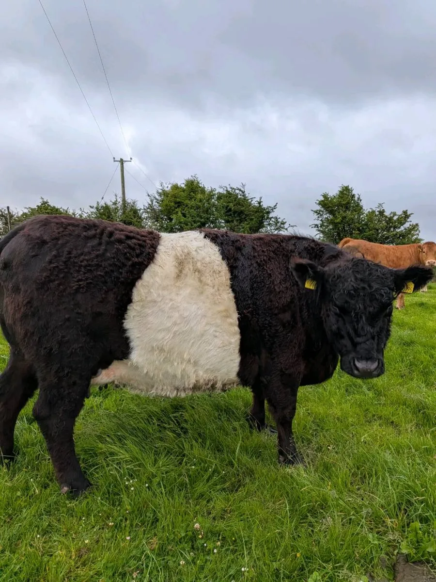 PBR belted galloway cow - Image 2