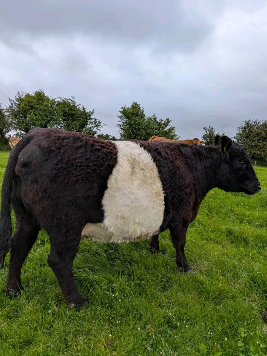 PBR belted galloway cow - Image 3