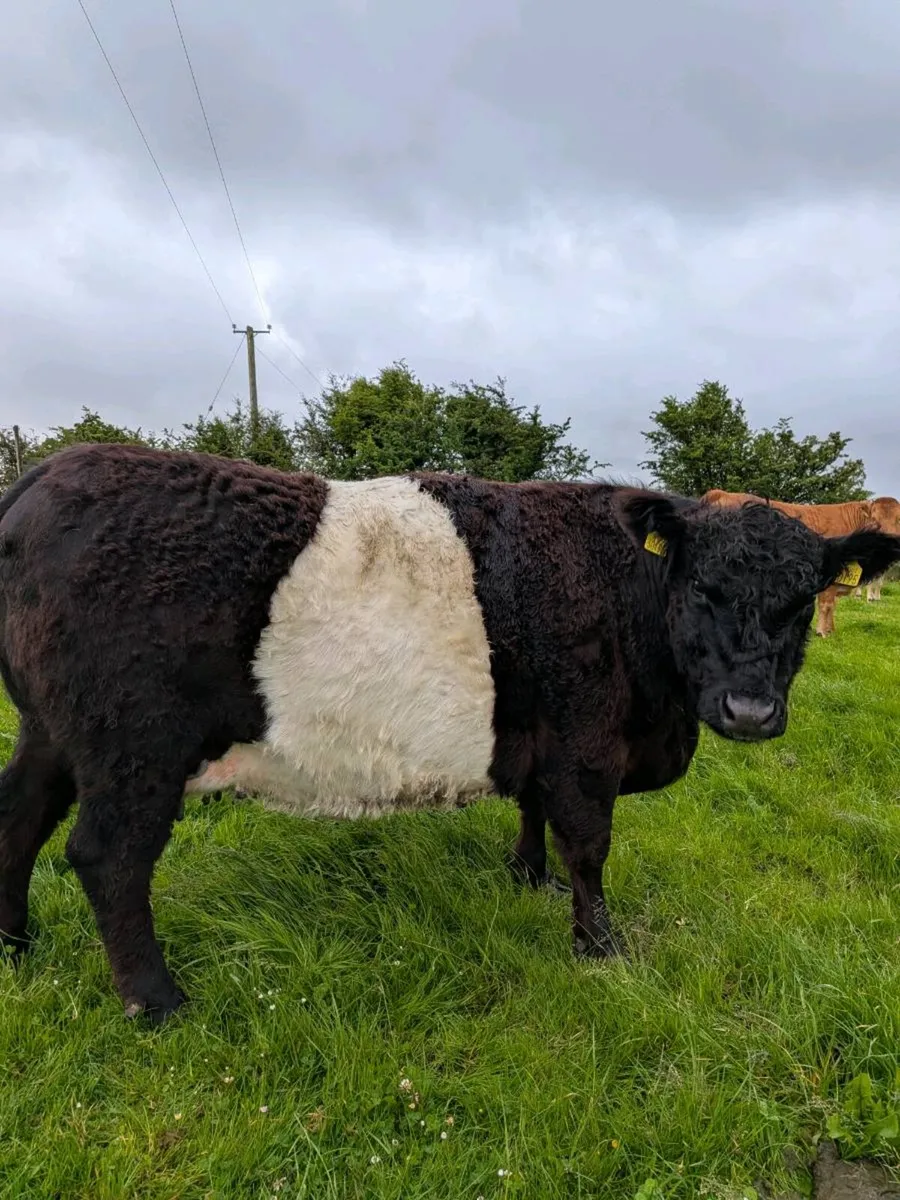 PBR belted galloway cow - Image 4