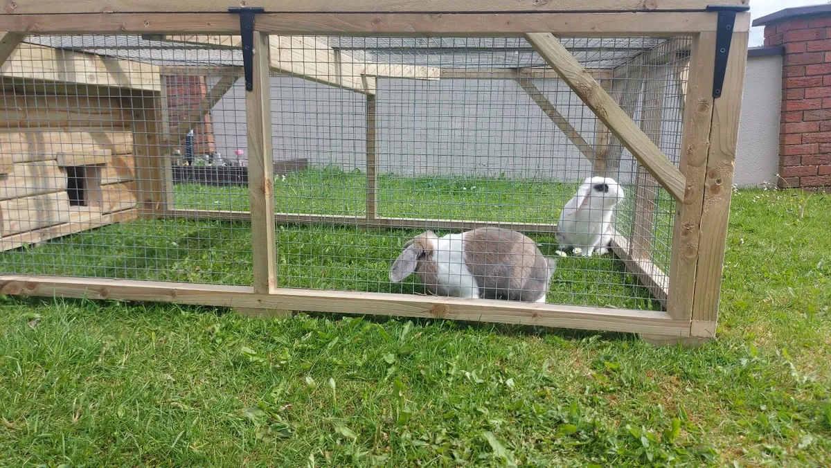 Rabbit Hutch & Enclosure - Image 1