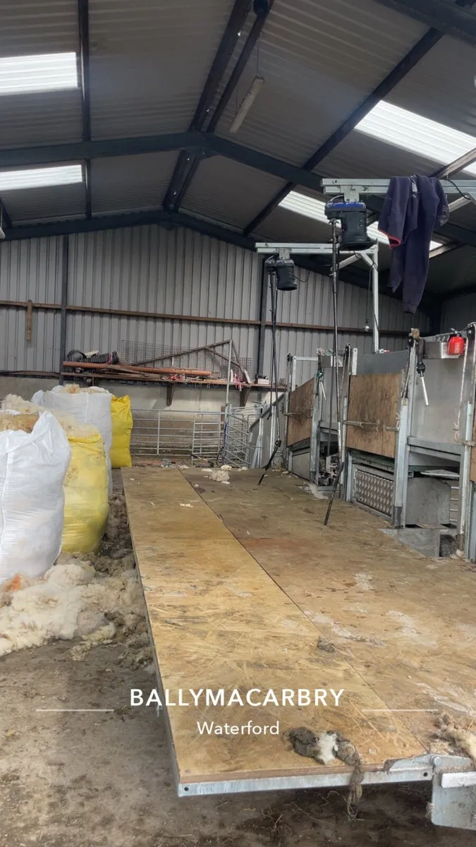 Sheep shearing