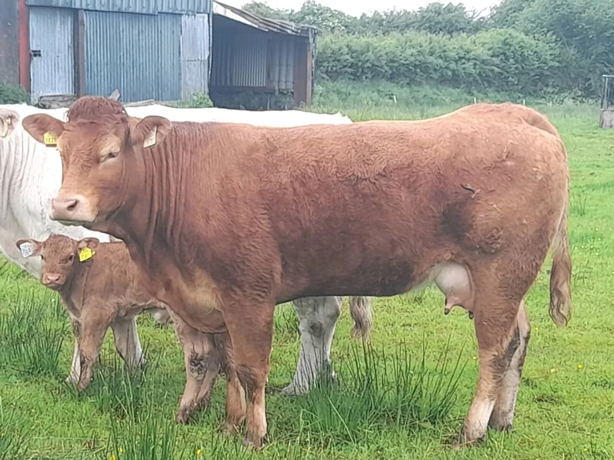 ✨️LMX Second calver with bull calf at foot✨️ - Image 1