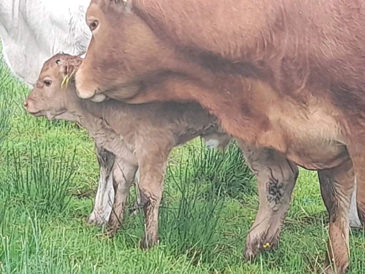 ✨️LMX Second calver with bull calf at foot✨️ - Image 2