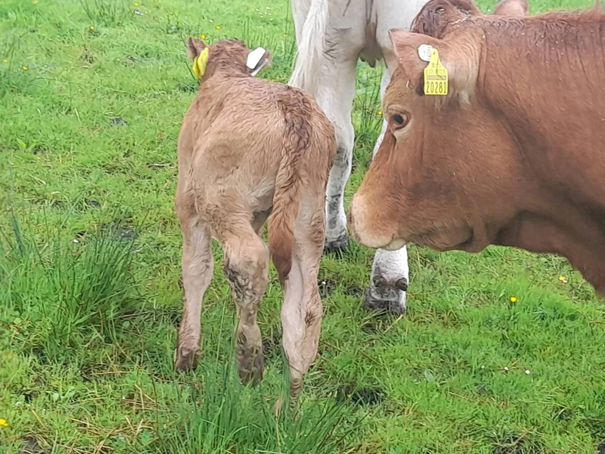 ✨️LMX Second calver with bull calf at foot✨️ - Image 3