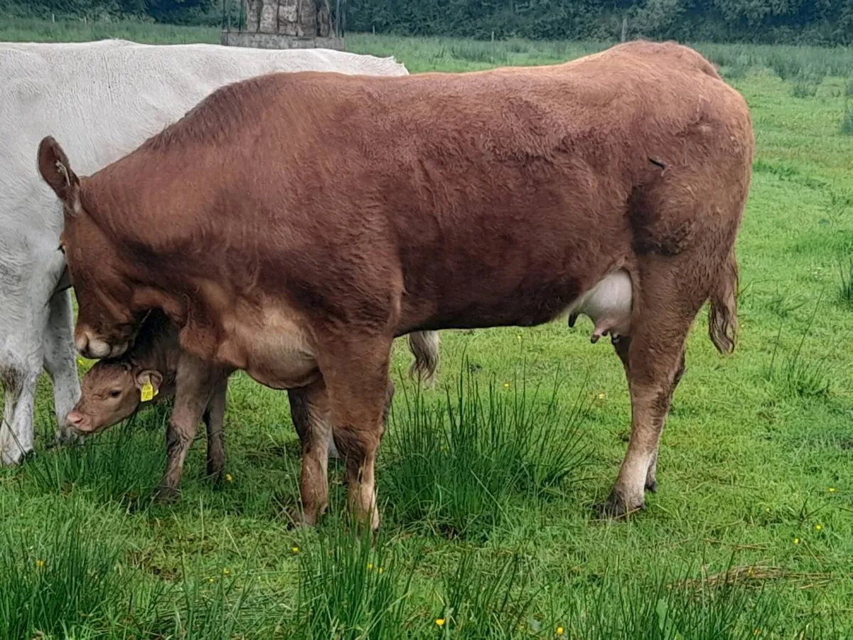 ✨️LMX Second calver with bull calf at foot✨️ - Image 4