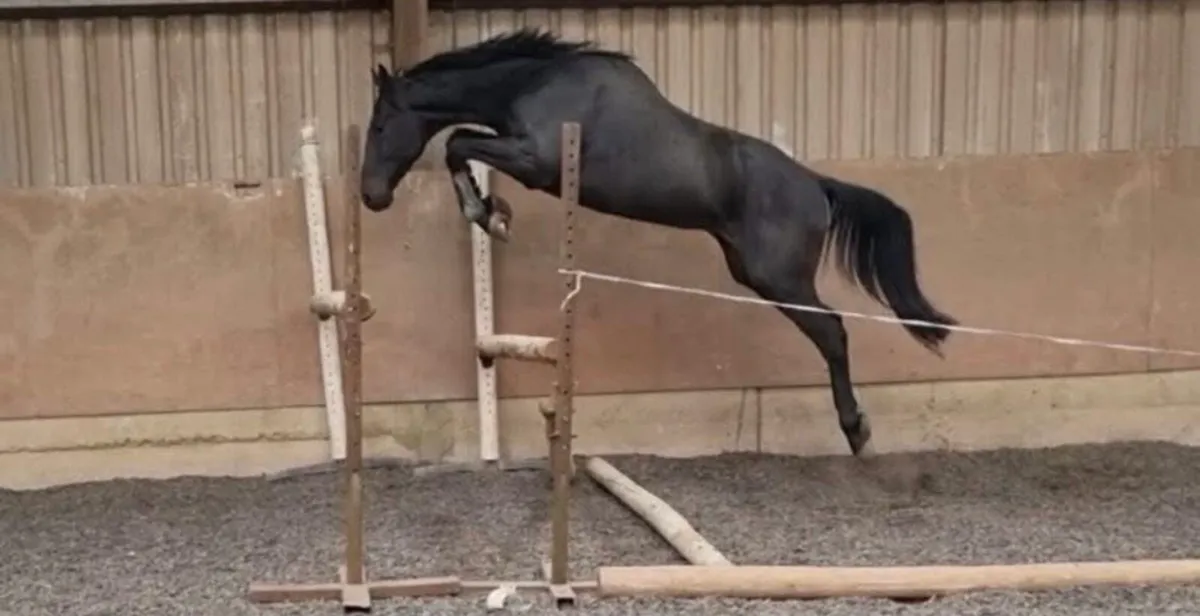 Stallion at stud *Rare* - Image 2