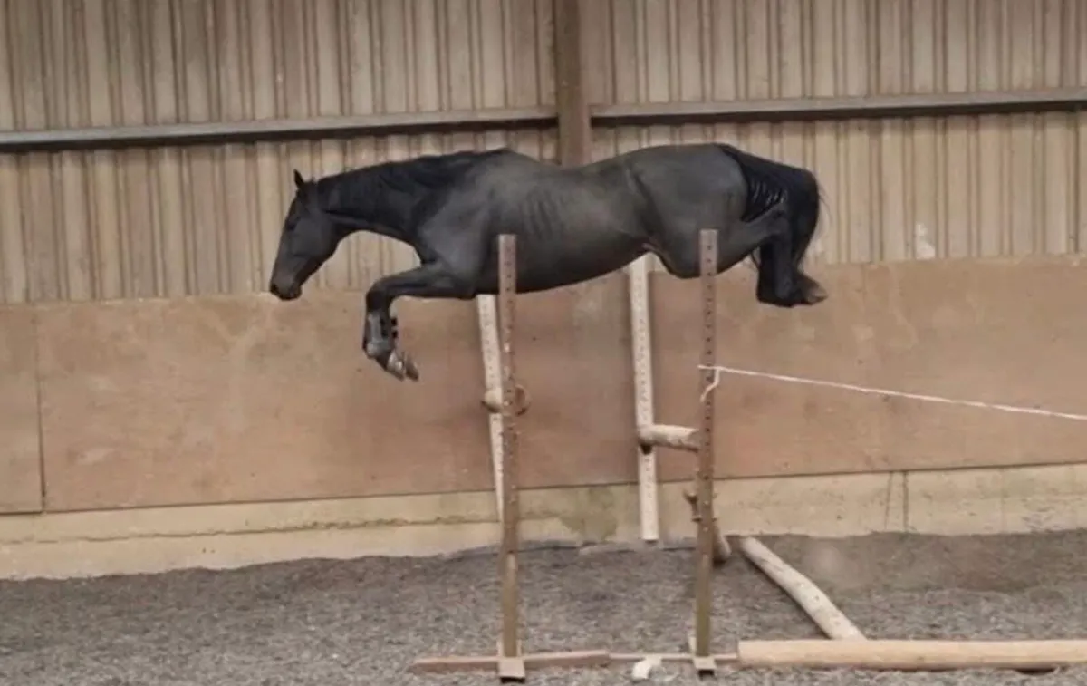 Stallion at stud *Rare* - Image 3