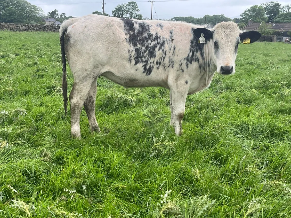 Belgian blue heifers - Image 1