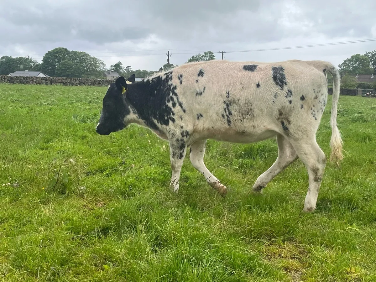 Belgian blue heifers - Image 3