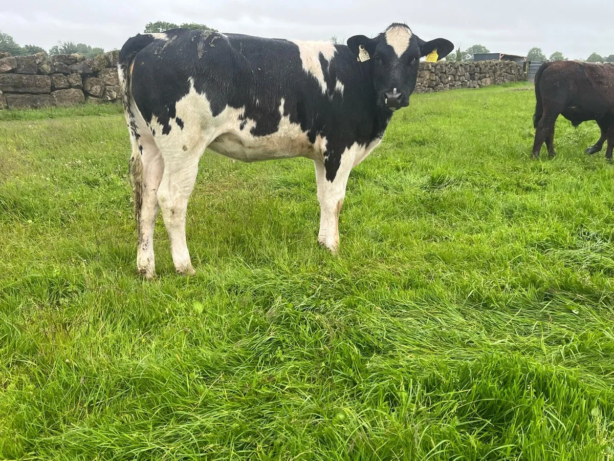 Belgian blue heifers - Image 4