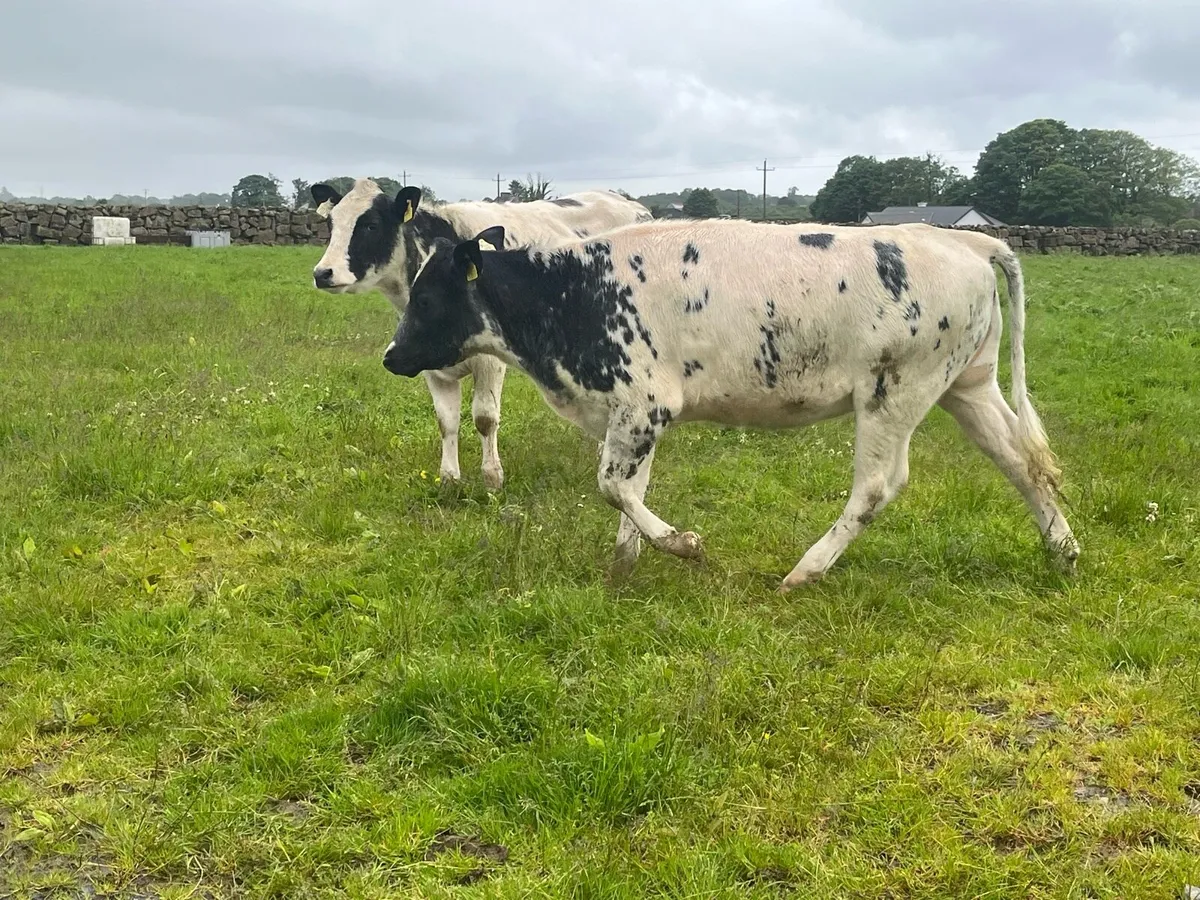 Belgian blue heifers - Image 2