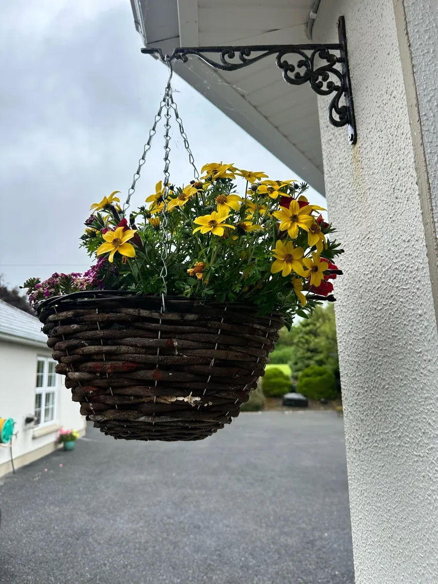 Hanging baskets - Image 1