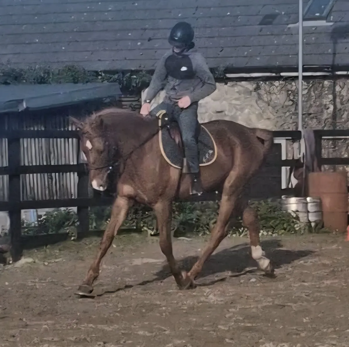 Superb 17.2h 5yr old Gelding - Image 2
