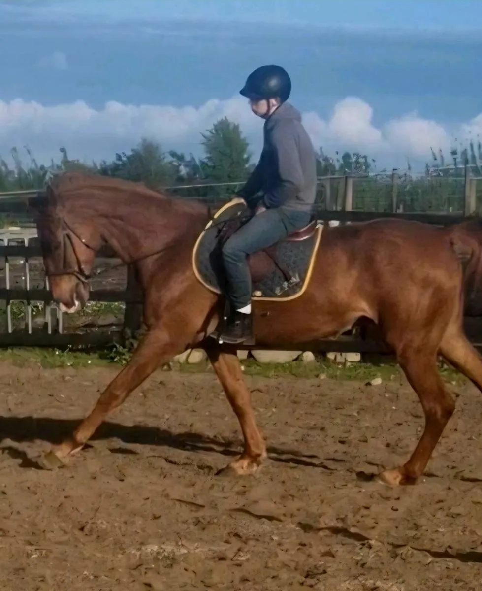 Superb 17.2h 5yr old Gelding - Image 3