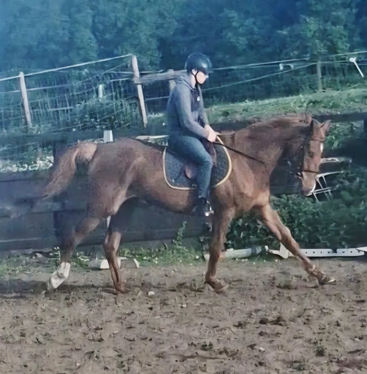 Superb 17.2h 5yr old Gelding - Image 4
