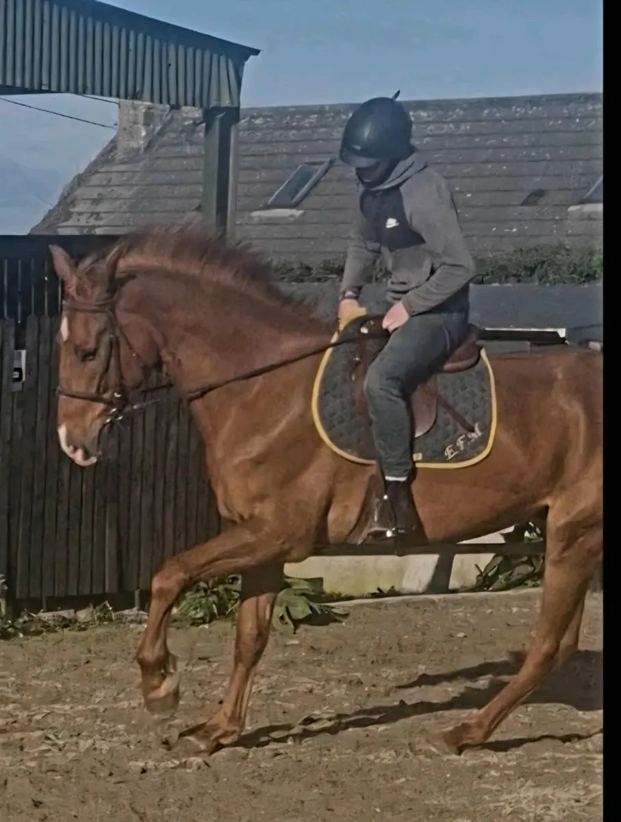 Superb 17.2h 5yr old Gelding - Image 1