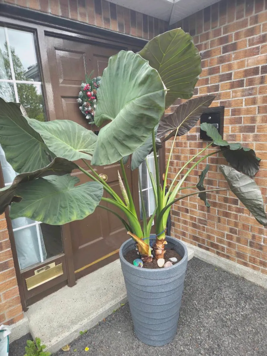 Elephant Ears Plant