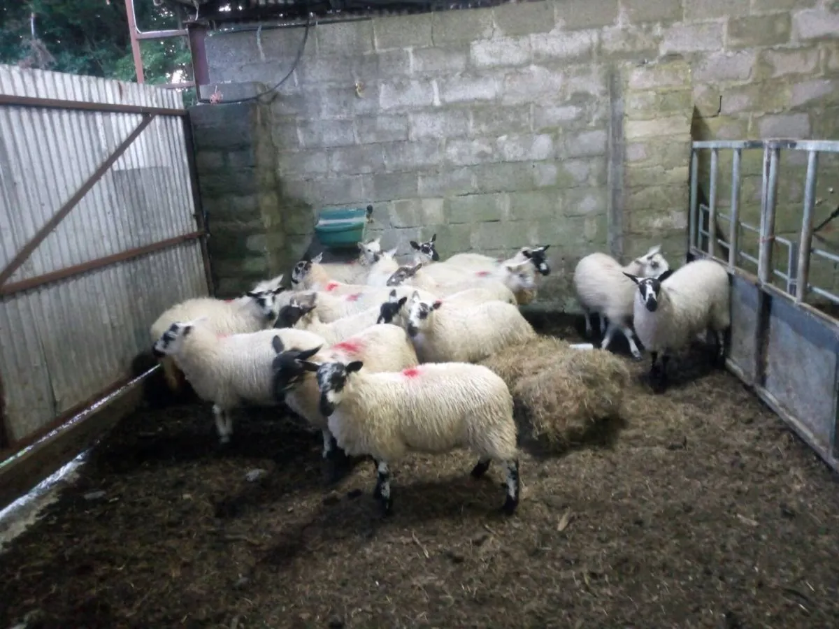 Full organic symbol ewes lambs - Image 2