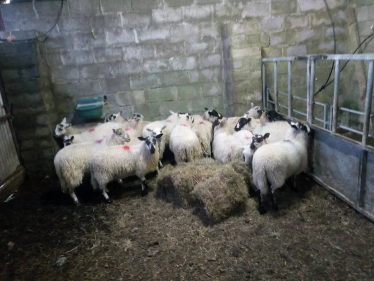 Full organic symbol ewes lambs - Image 3