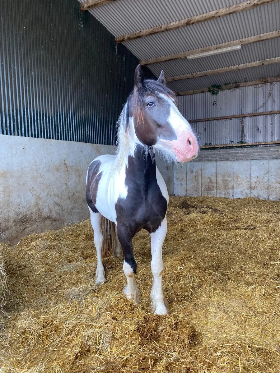Beautiful black and white colt - Image 1