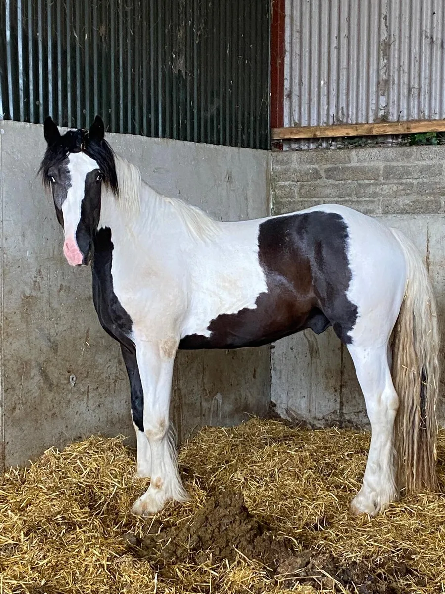 Beautiful black and white colt - Image 2