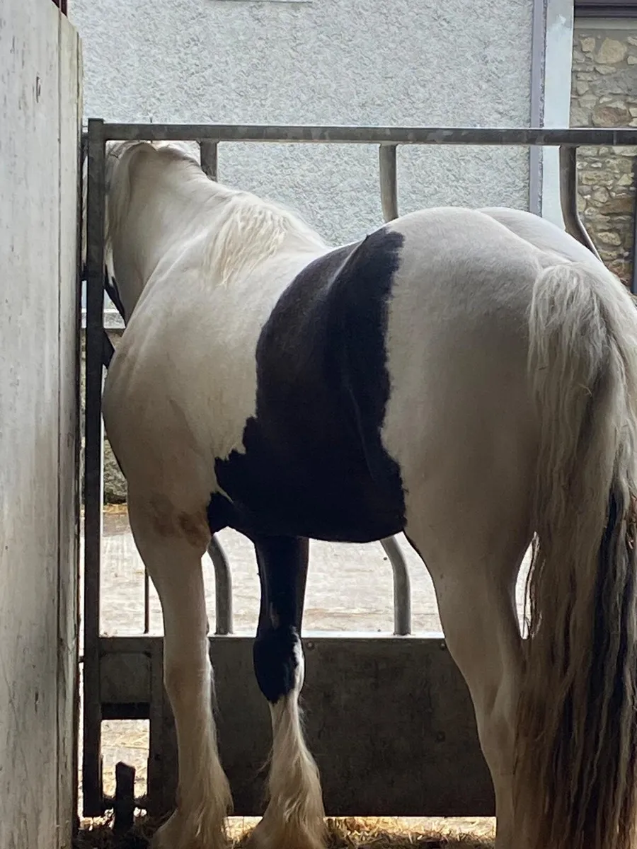 Beautiful black and white colt - Image 3