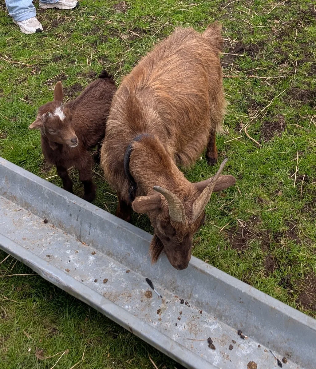Pygmy goat buck kids - Image 2