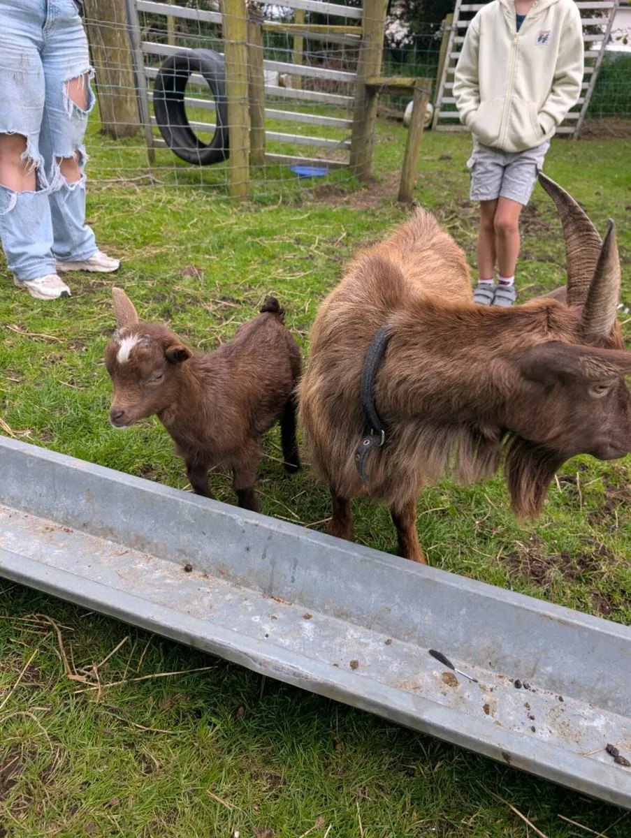 Pygmy goat buck kids - Image 3