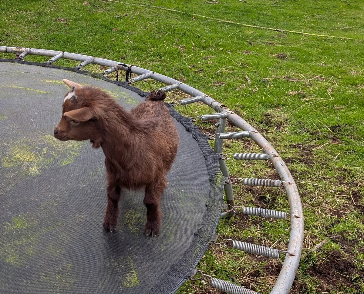 Pygmy goat buck kids - Image 4