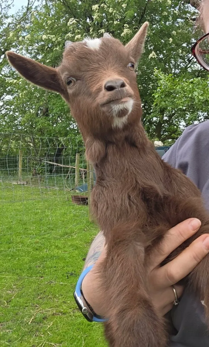 Pygmy goat buck kids - Image 1
