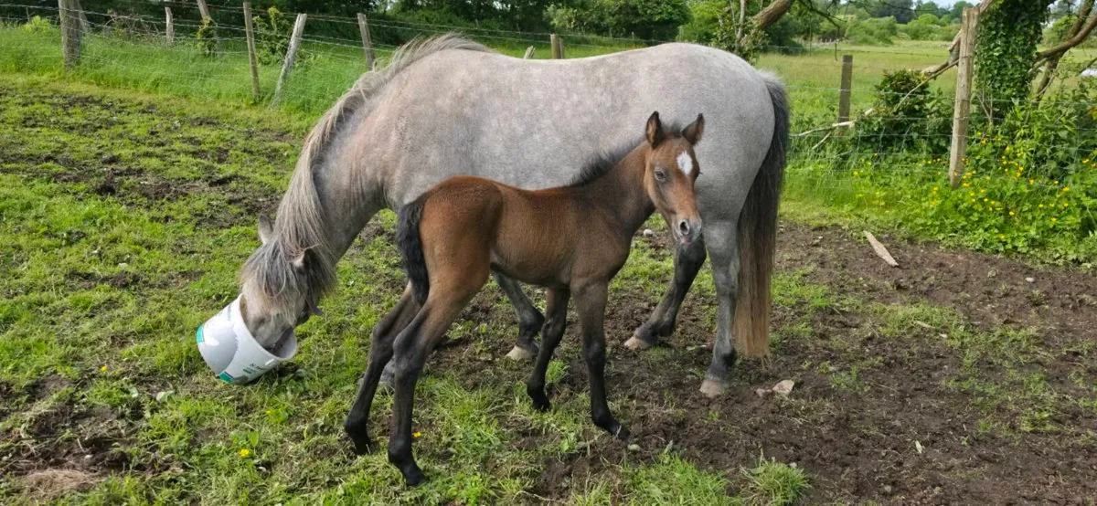 Mare and foal - Image 1