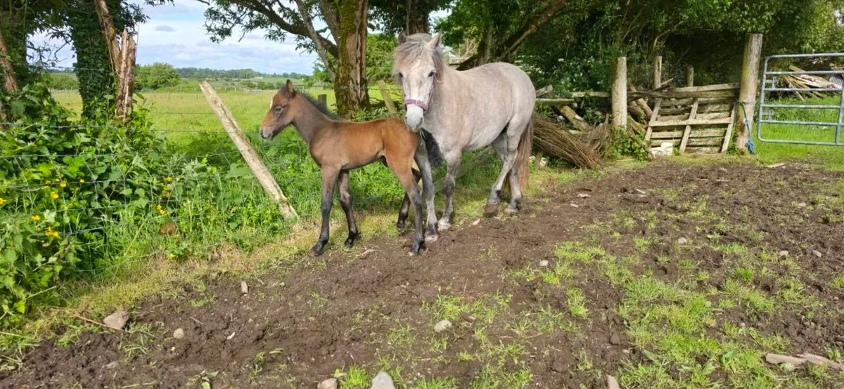 Mare and foal - Image 2