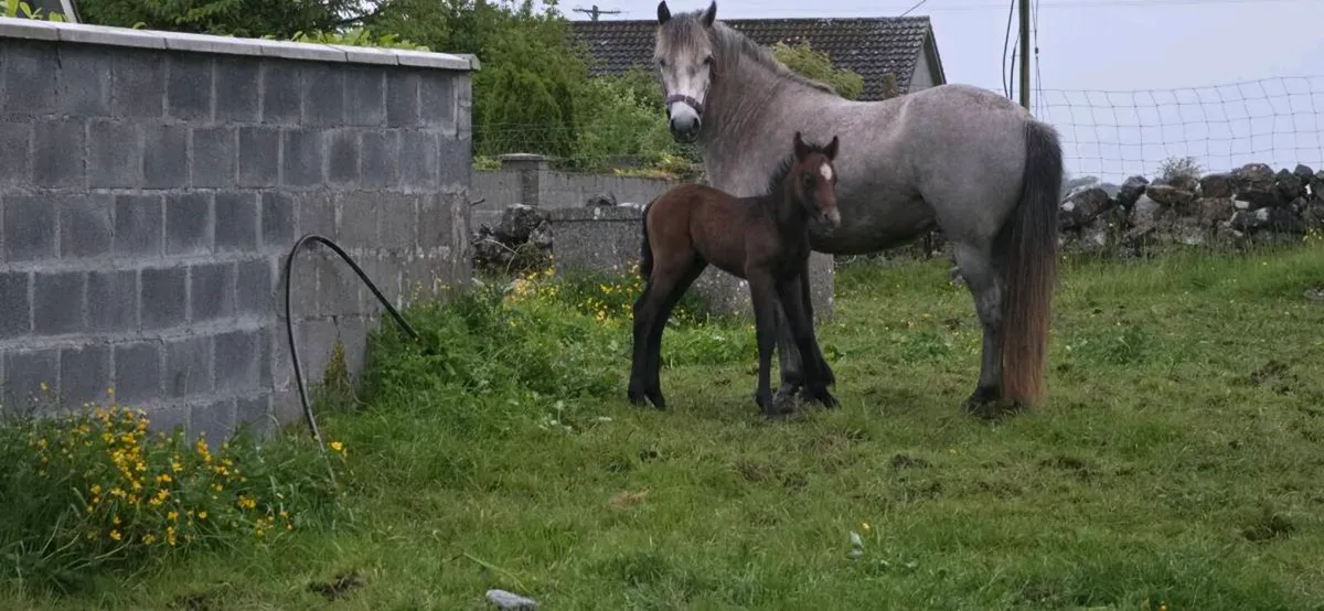 Mare and foal - Image 3