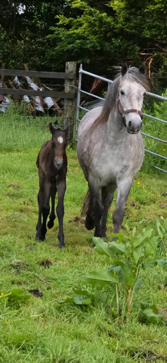 Mare and foal - Image 4