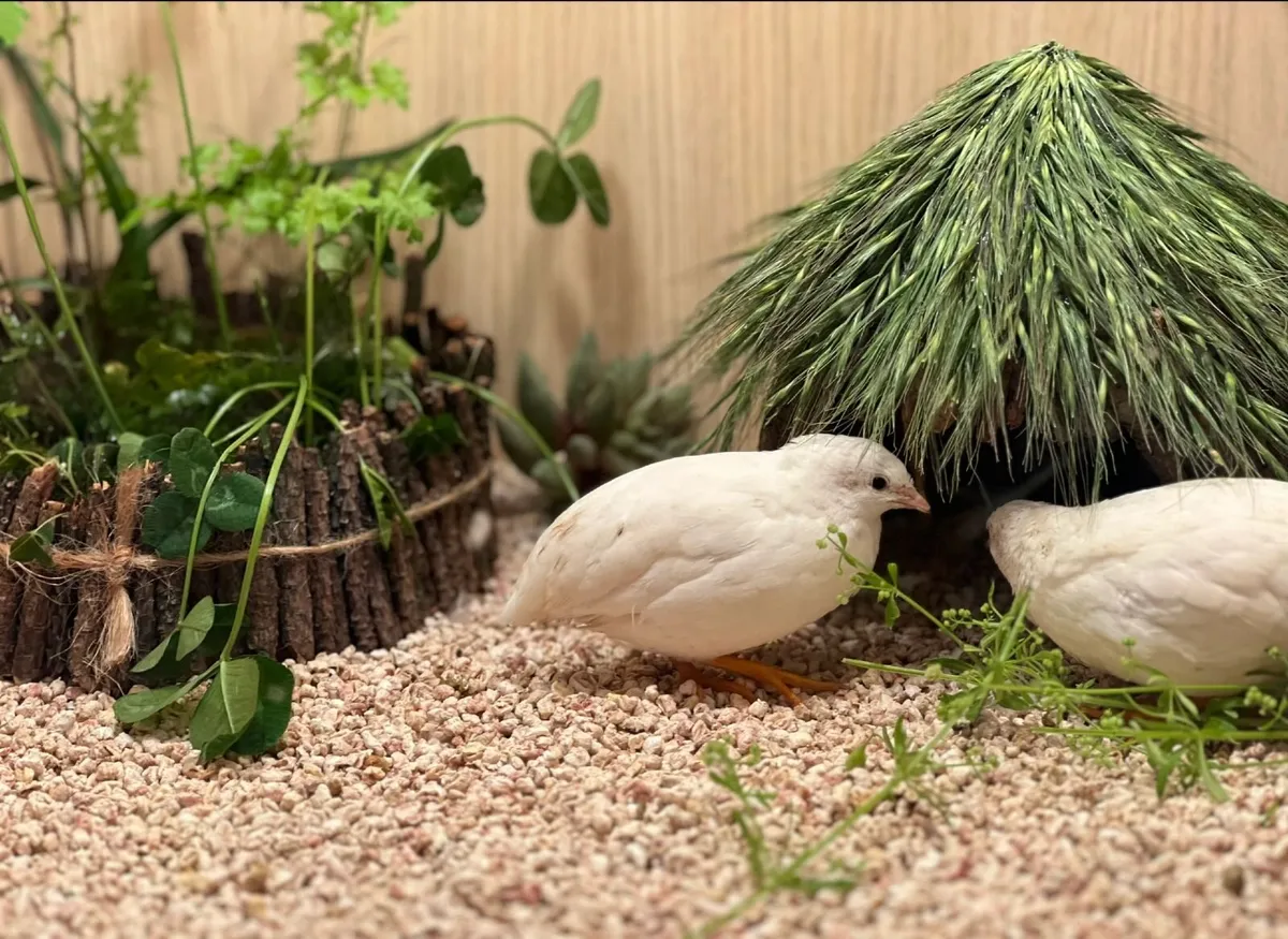Ultra Mini Button Quail Full Set for Sale - Image 3