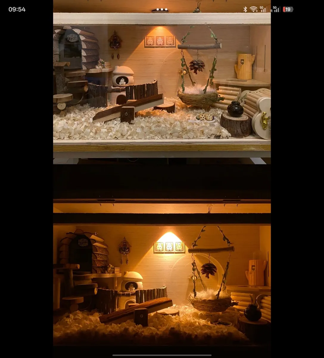Ultra Mini Button Quail Full Set for Sale - Image 4
