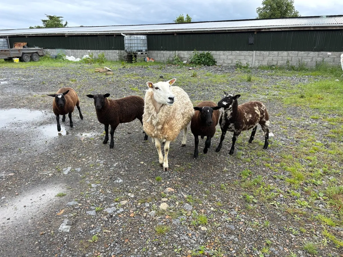 SHEEP - Image 2