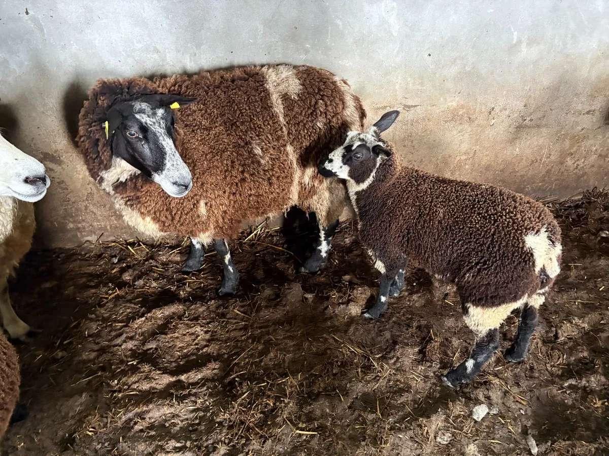 SHEEP - Image 2