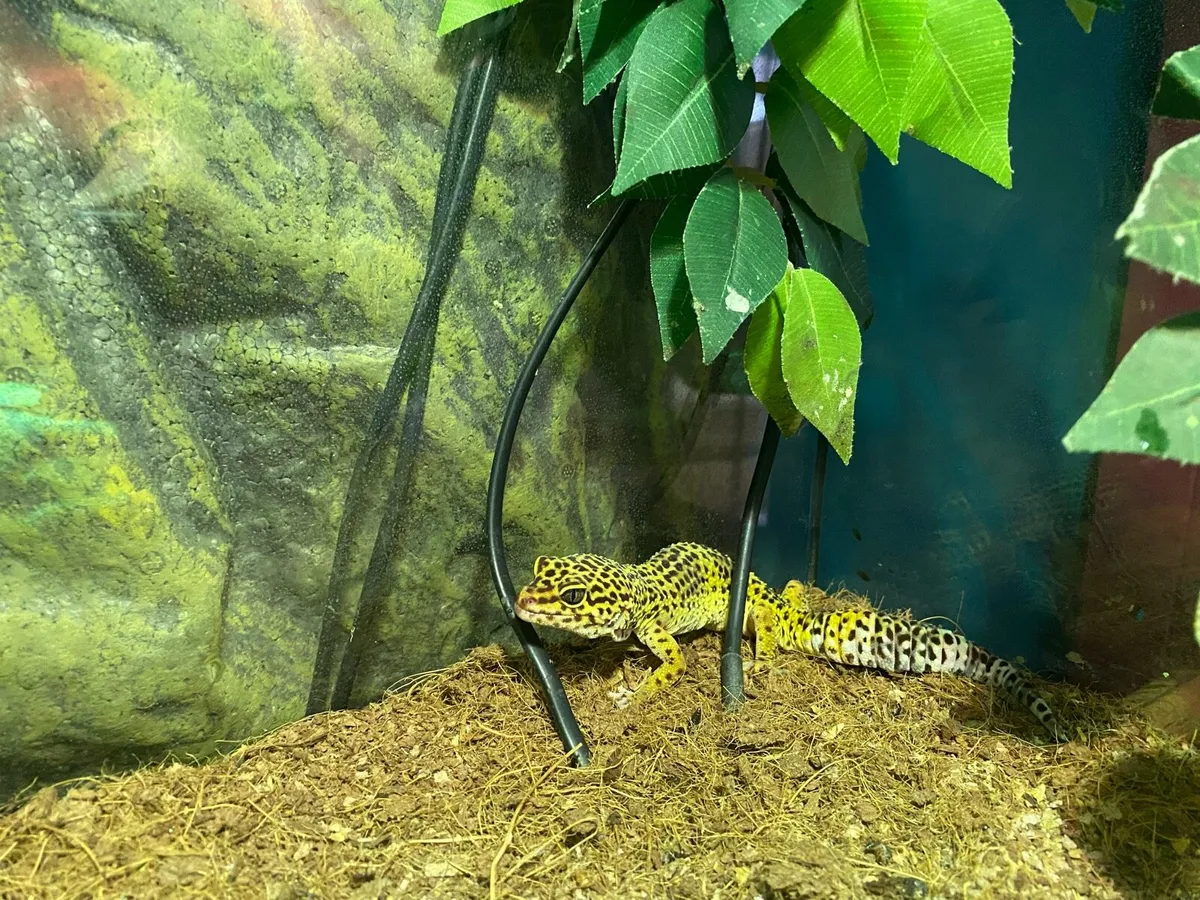 Exo Terra Terrarium and Leopard Gheko - Image 4
