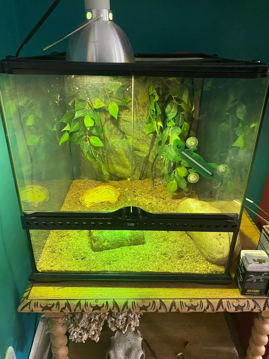 Exo Terra Terrarium and Leopard Gheko - Image 1