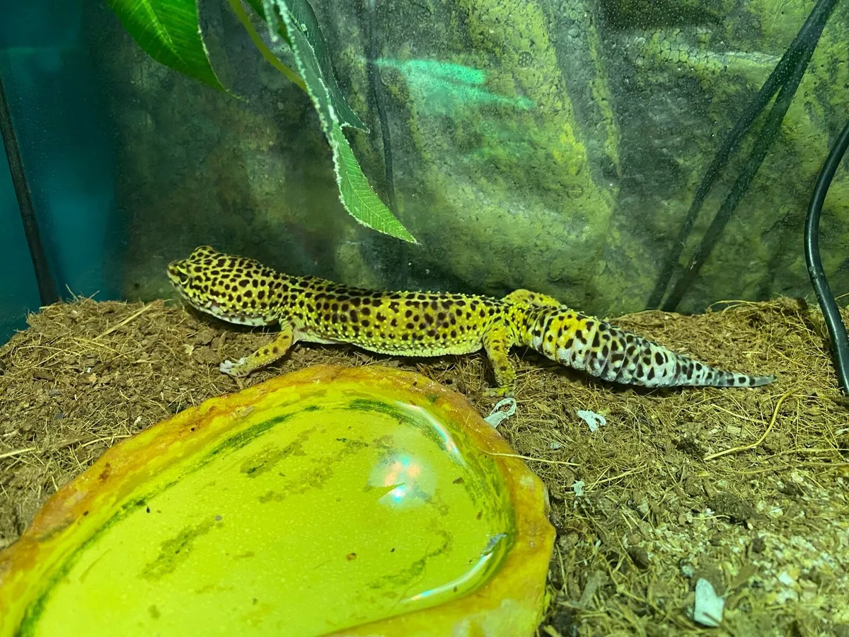 Exo Terra Terrarium and Leopard Gheko - Image 3